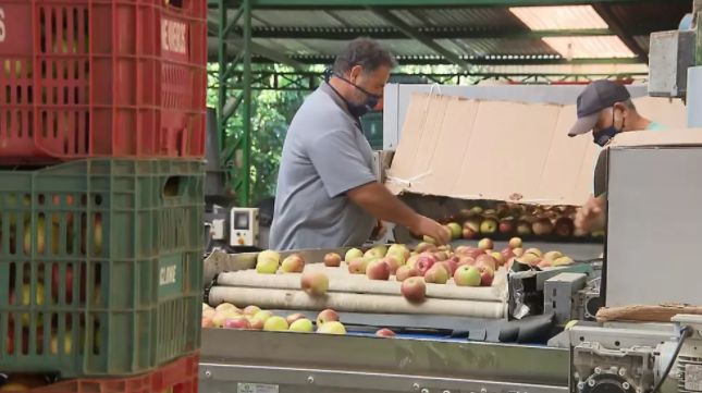 Estiagem e alta no preço de insumos afetam produtores de batata e maçã no Paraná